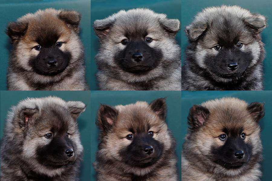 Eurasier vom Lippe-Damm I Wurf