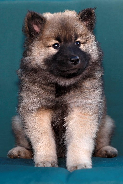 Eurasier vom Lippe-Damm I Wurf