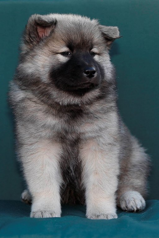 Eurasier vom Lippe-Damm I Wurf