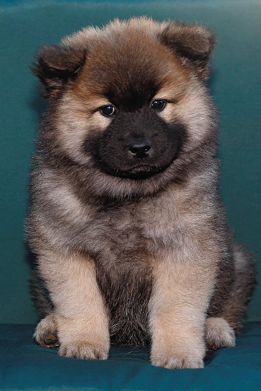 Eurasier vom Lippe-Damm I Wurf