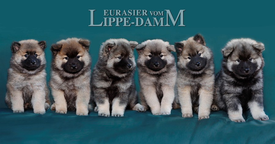 Eurasier vom Lippe-Damm I Wurf