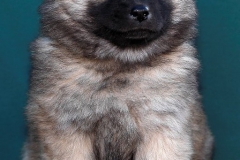 Eurasier vom Lippe-Damm I Wurf