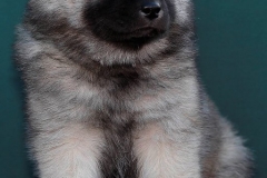 Eurasier vom Lippe-Damm I Wurf