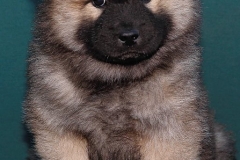 Eurasier vom Lippe-Damm I Wurf