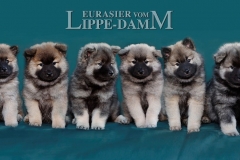 Eurasier vom Lippe-Damm I Wurf