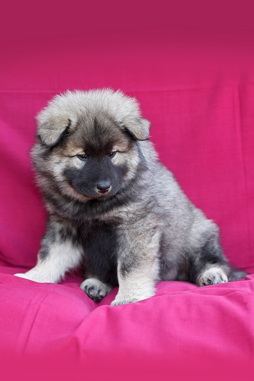 Eurasier vom Lippe-Damm