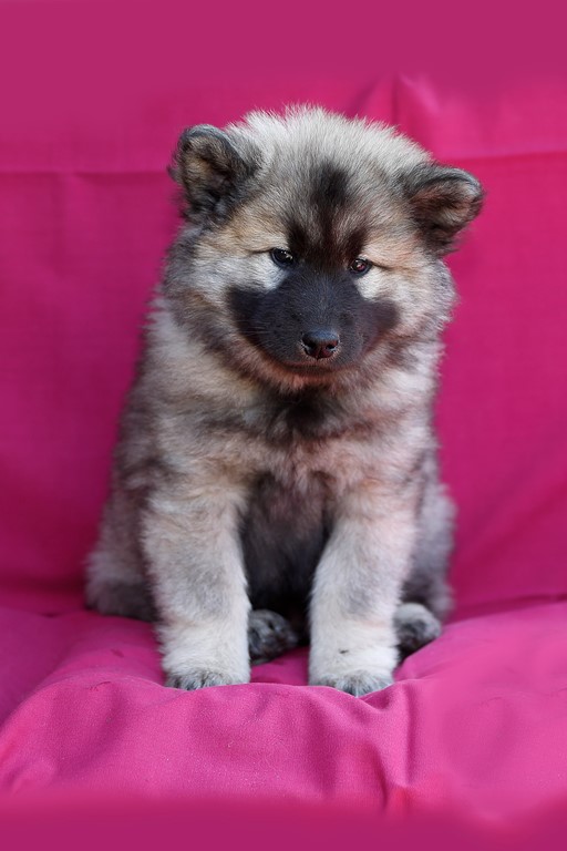 Eurasier vom Lippe-Damm