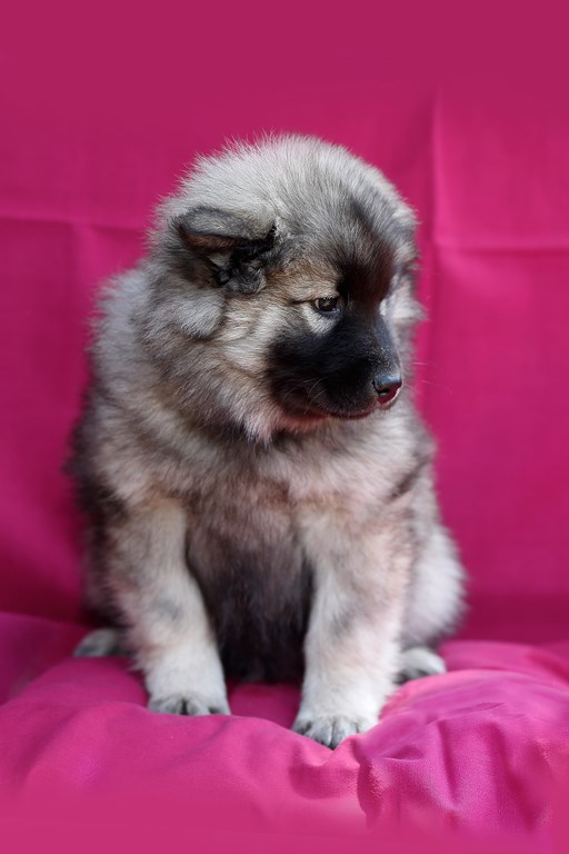 Eurasier vom Lippe-Damm