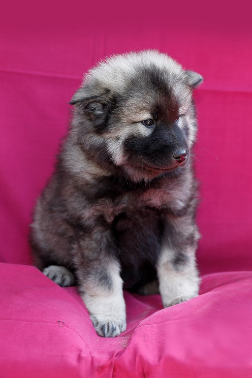 Eurasier vom Lippe-Damm