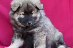 Eurasier vom Lippe-Damm