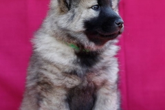 Eurasier vom Lippe-Damm