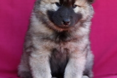 Eurasier vom Lippe-Damm