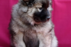 Eurasier vom Lippe-Damm