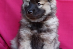 Eurasier vom Lippe-Damm