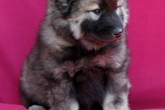 Eurasier vom Lippe-Damm