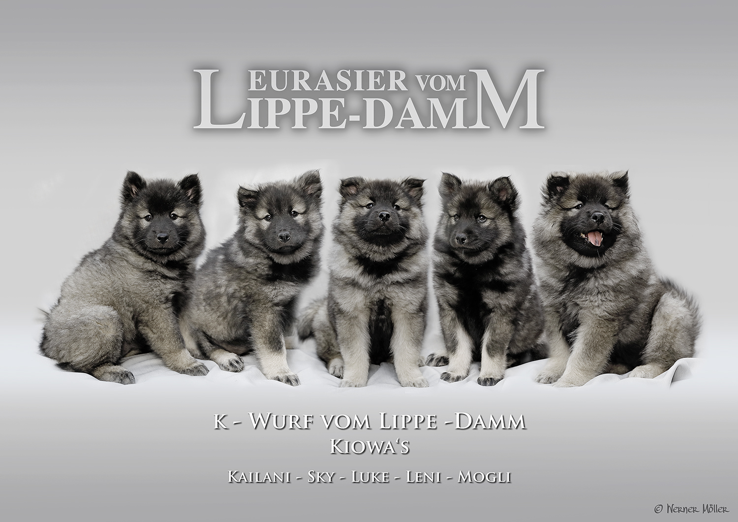 Eurasier vom Lippe-Damm