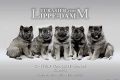 Eurasier vom Lippe-Damm