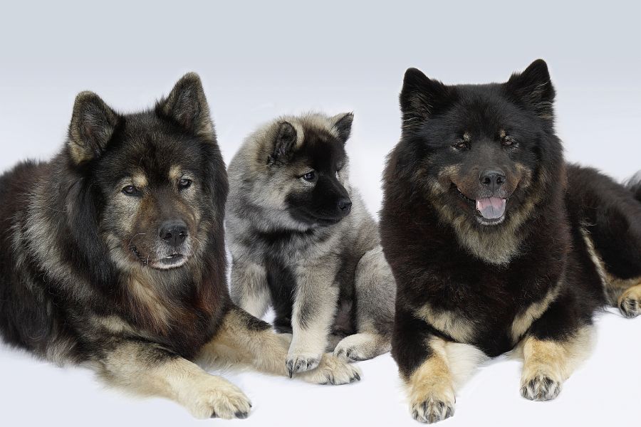 Eurasier Prösser